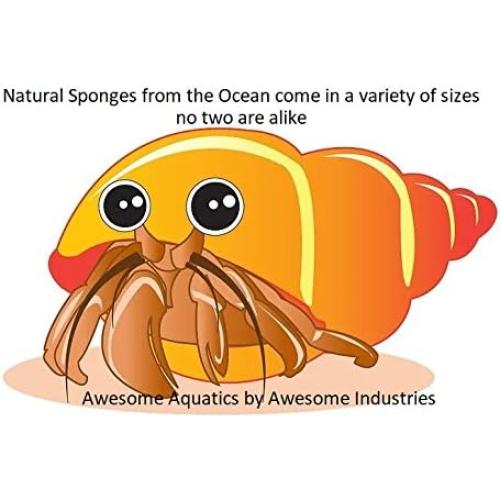 Esponjas Naturales Jumbo para Cangrejo Ermitaño 4 Piezas