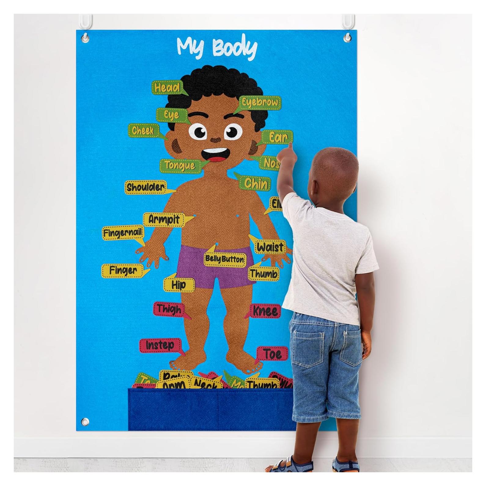 Conjunto Educativo de Cuerpo Humano WATINC 35 Piezas