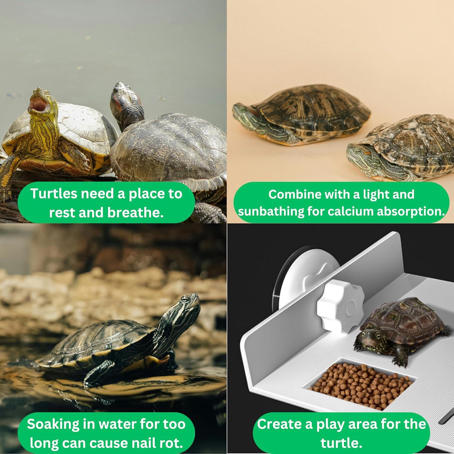 Plataforma de Sol y Patineta para Tortugas PurrrfectionPet