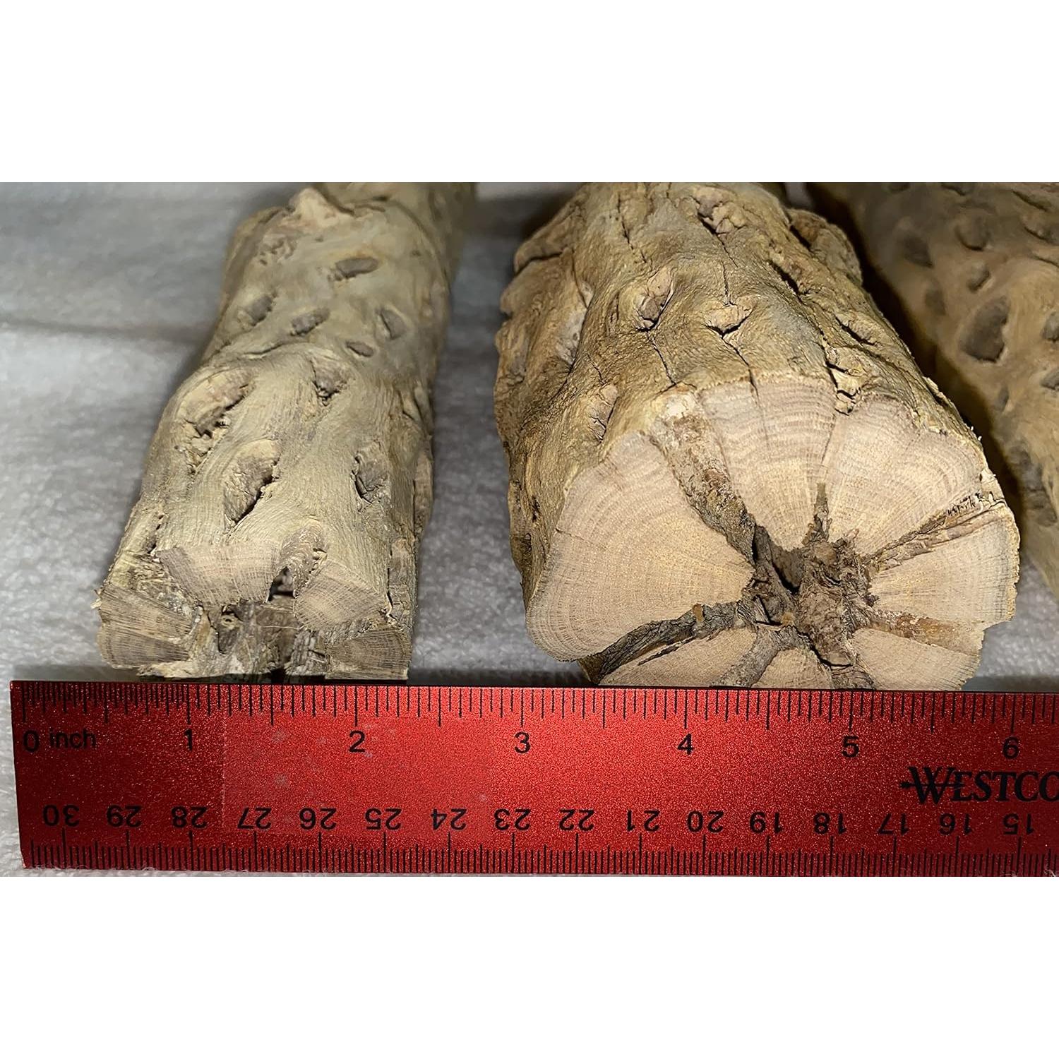 Estructura Acuática Cholla XL 30 cm x 5-8 cm Natural