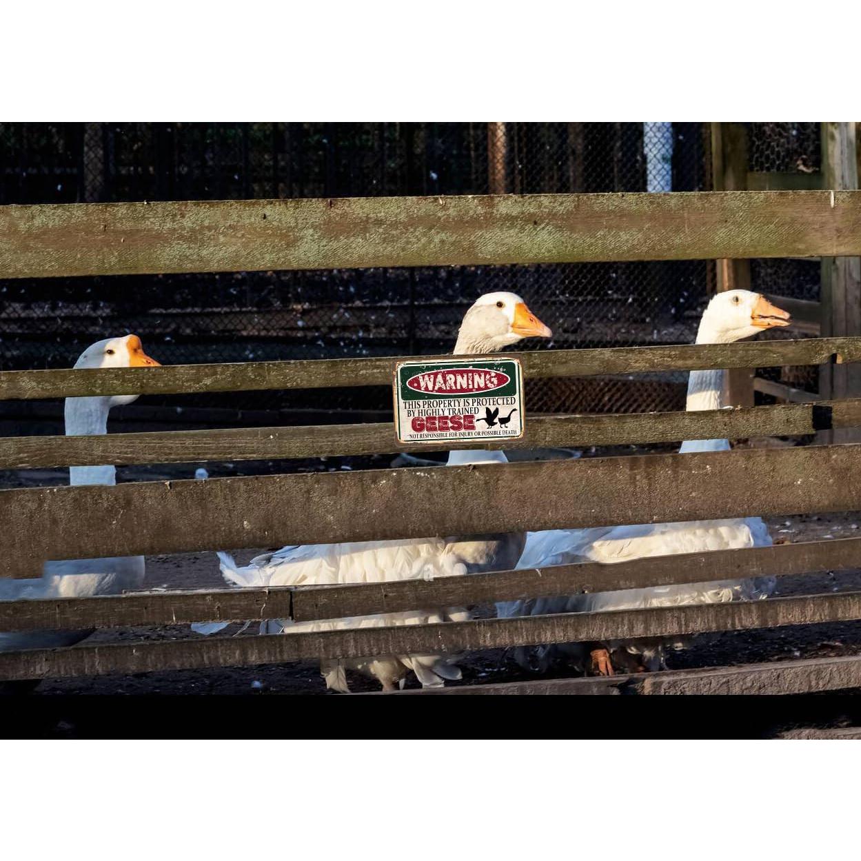 Cartel de Metal Vintage RCXsigns 30x20 cm Cocodrilo Advertencia