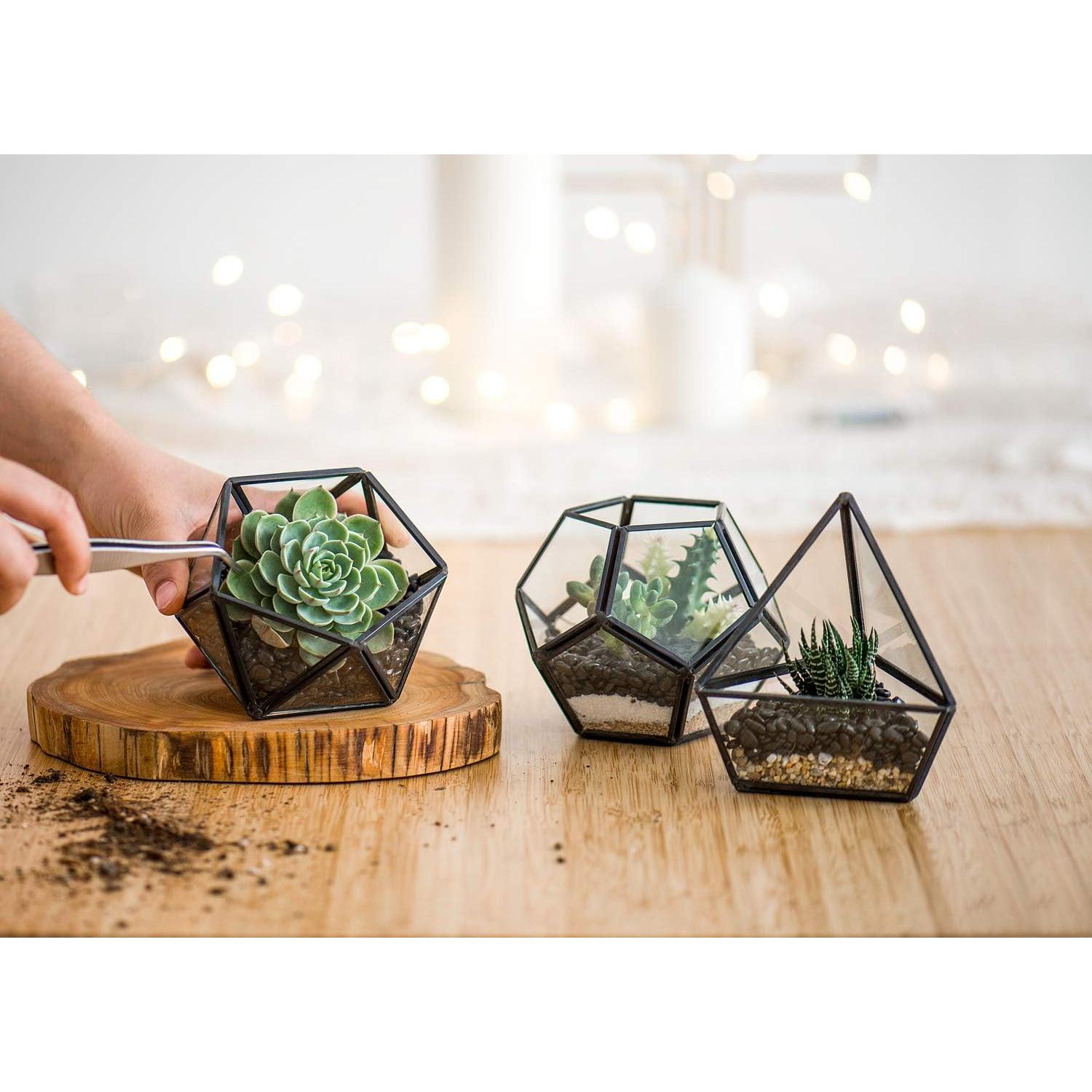 Terrarios Geométricos de Vidrio Mkono - 3 Piezas con Suculentas