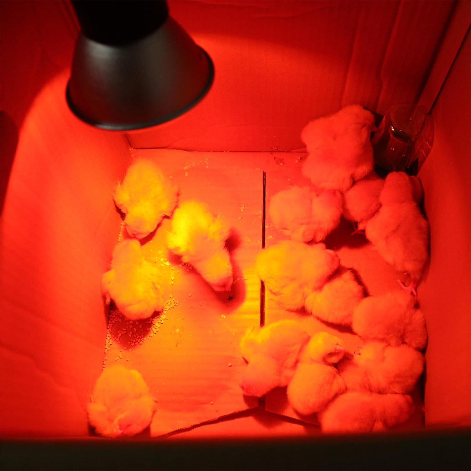 Paquete de 3 Lámparas de Calor Infrarrojas EXOREPTI 25W