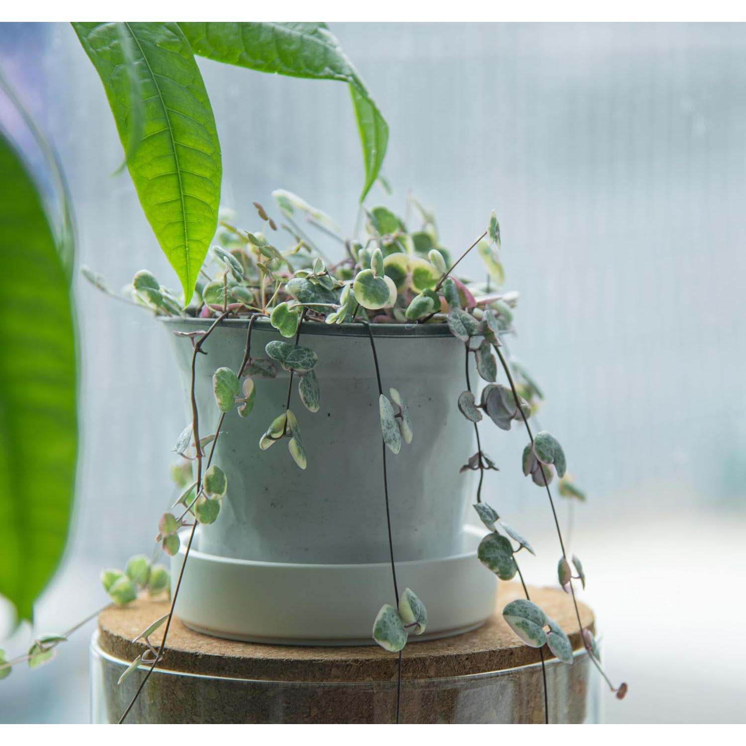 Plato de Planta Phoenix Vine 10.16 cm Blanco Mate Drenaje