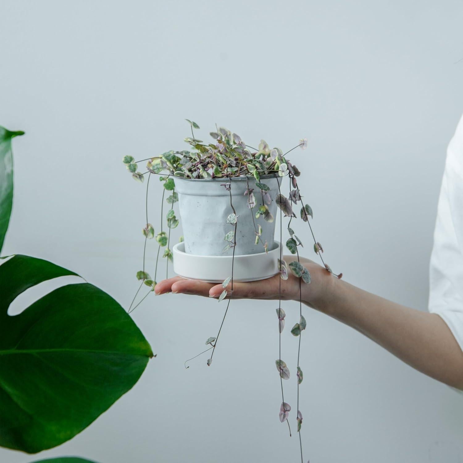 Plato de Planta Phoenix Vine 10.16 cm Blanco Mate Drenaje