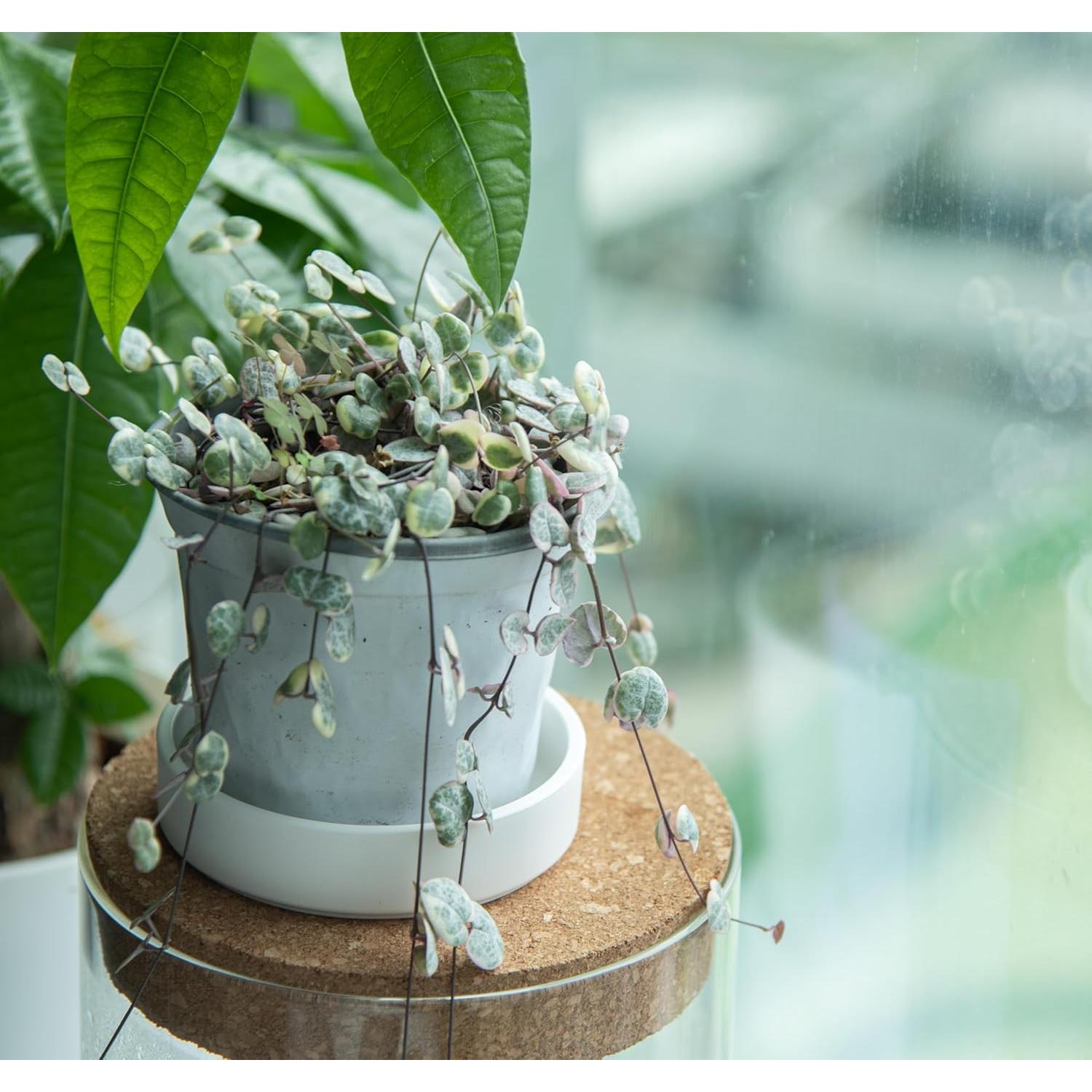 Plato de Planta Phoenix Vine 10.16 cm Blanco Mate Drenaje