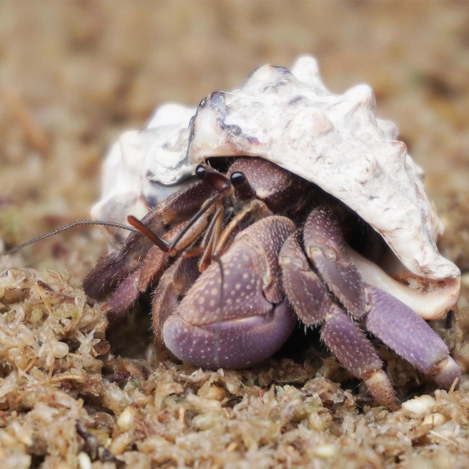 Sustrato de fibra de musgo esfagno Begeterday 2L para cangrejos