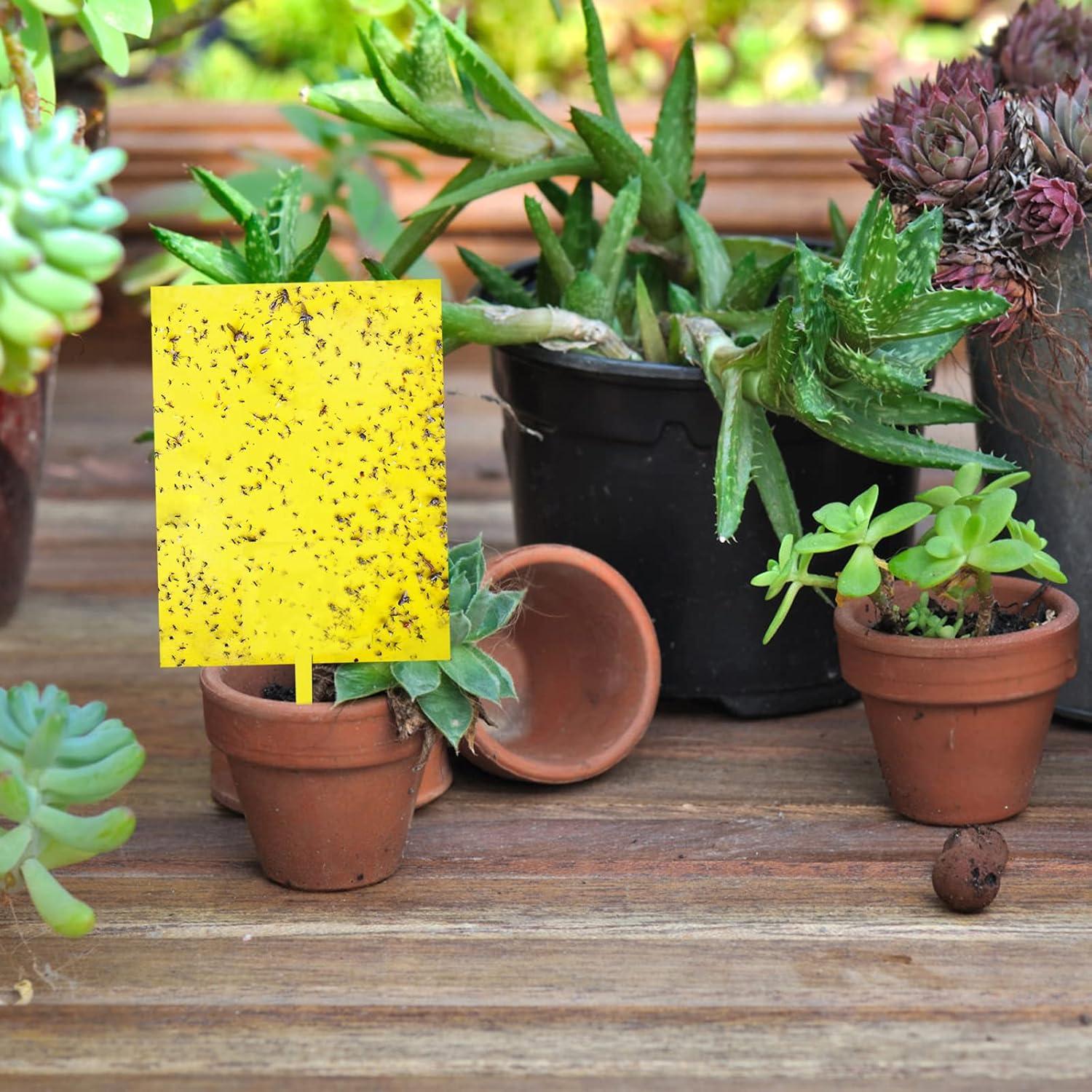 Trampas Adhesivas Amarillas Doble Cara Garutom - Paquete de 20 Unidades