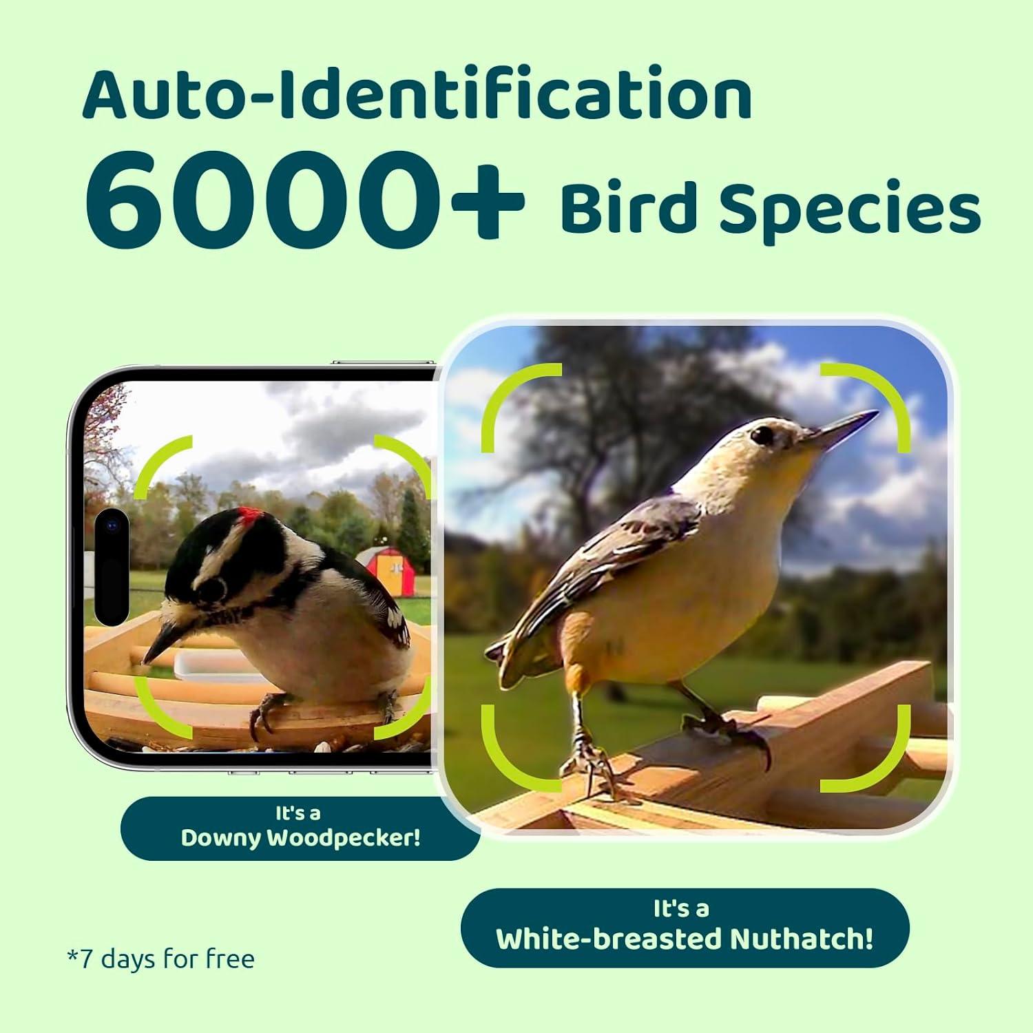 Comedero de Aves Inteligente NETVUE de Bambú con Cámara 1080P