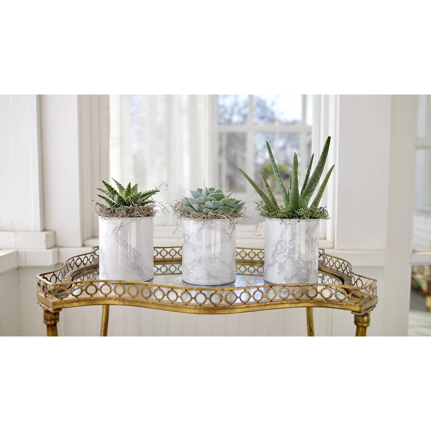 Fertilizante Orgánico Espoma para Cactus y Suculentas 263.5 g