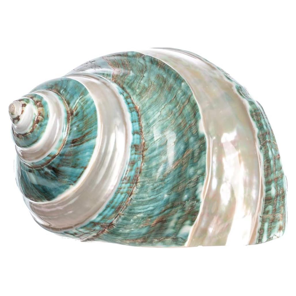 Concha Turbo Verde Jade Rayada 10-11 cm Nautical Crush