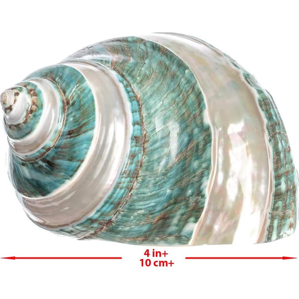 Concha Turbo Verde Jade Rayada 10-11 cm Nautical Crush