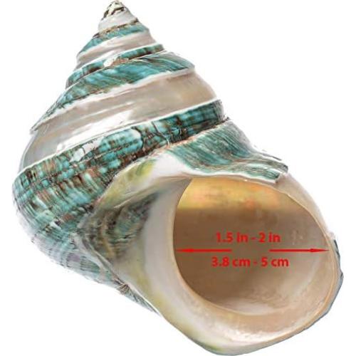 Concha Turbo Verde Jade Rayada 10-11 cm Nautical Crush