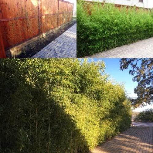 Fertilizante de Biochar Lewis Bamboo 18-5-12 4.54 kg