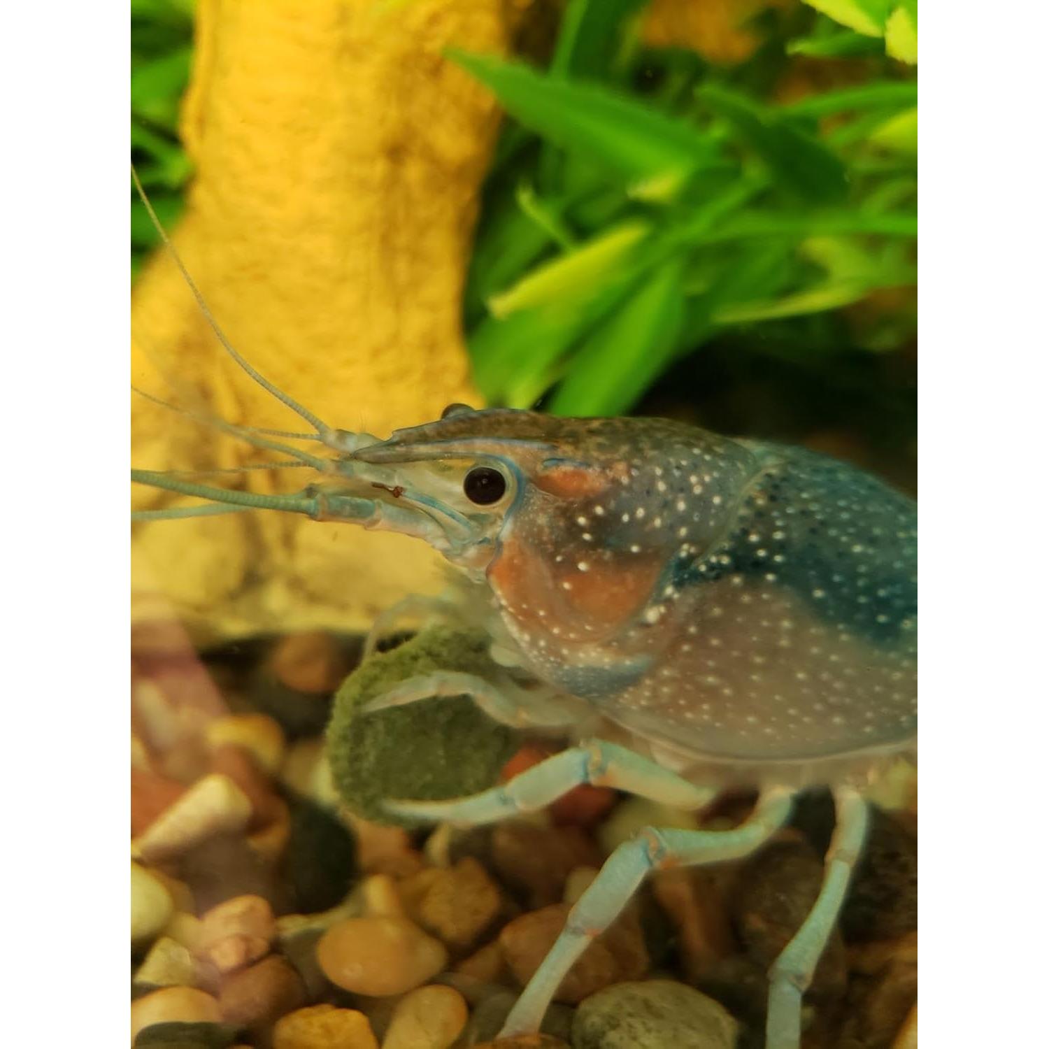 Estrellas y Conchas de Calcio Aquatic Foods 20 Unidades para Peces