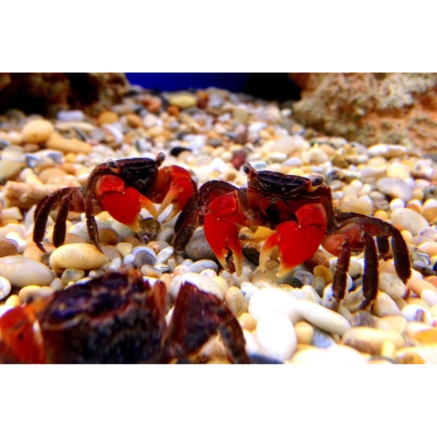 Estrellas y Conchas de Calcio Aquatic Foods 20 Unidades para Peces