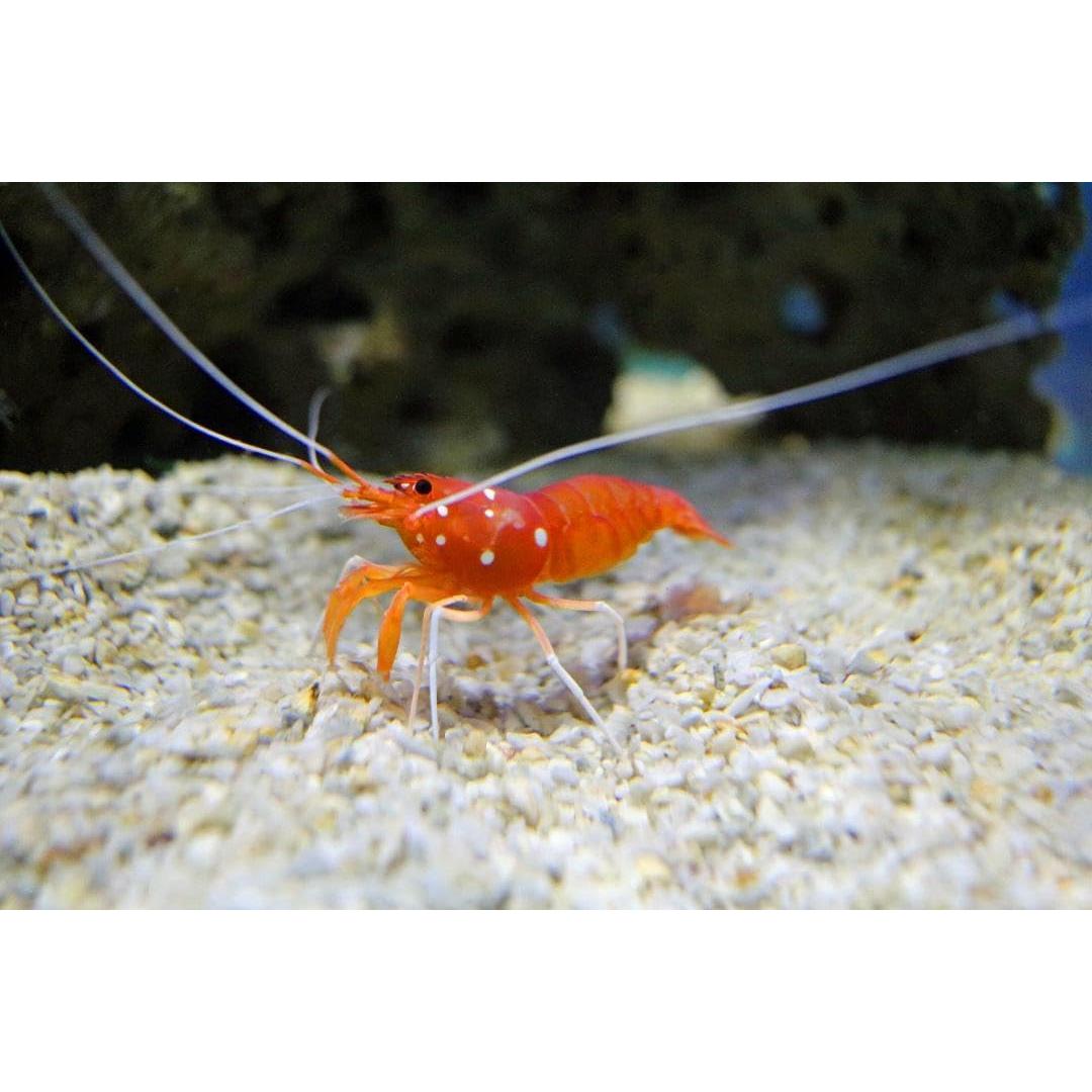 Estrellas y Conchas de Calcio Aquatic Foods 20 Unidades para Peces