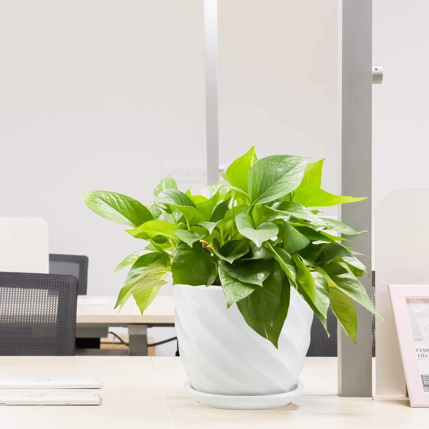 Macetas de cerámica cilíndricas Sietpoek 11.9 cm juego de 4