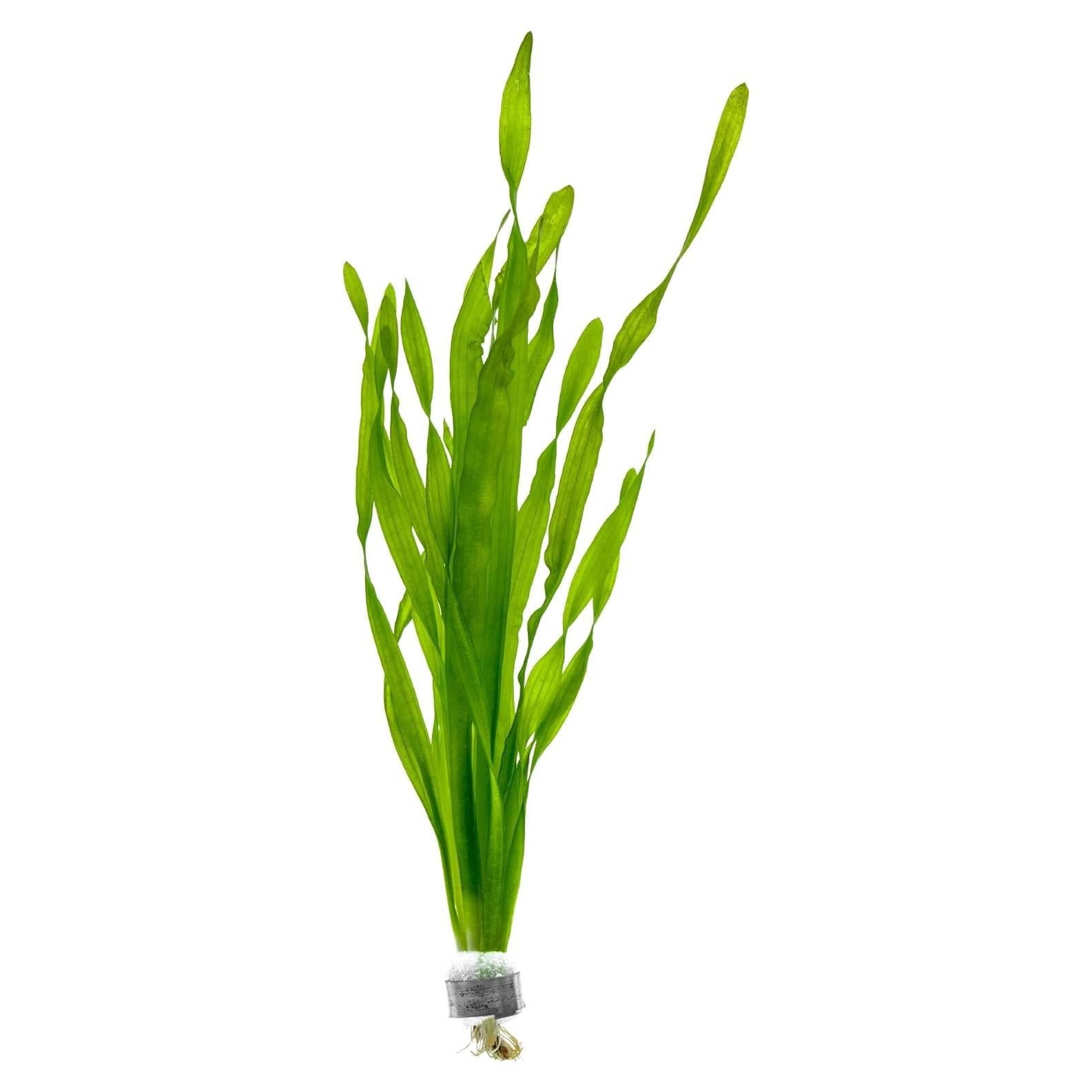 Planta Acuática Vallisneria Americana - Cuidado Fácil, Verde Brillante