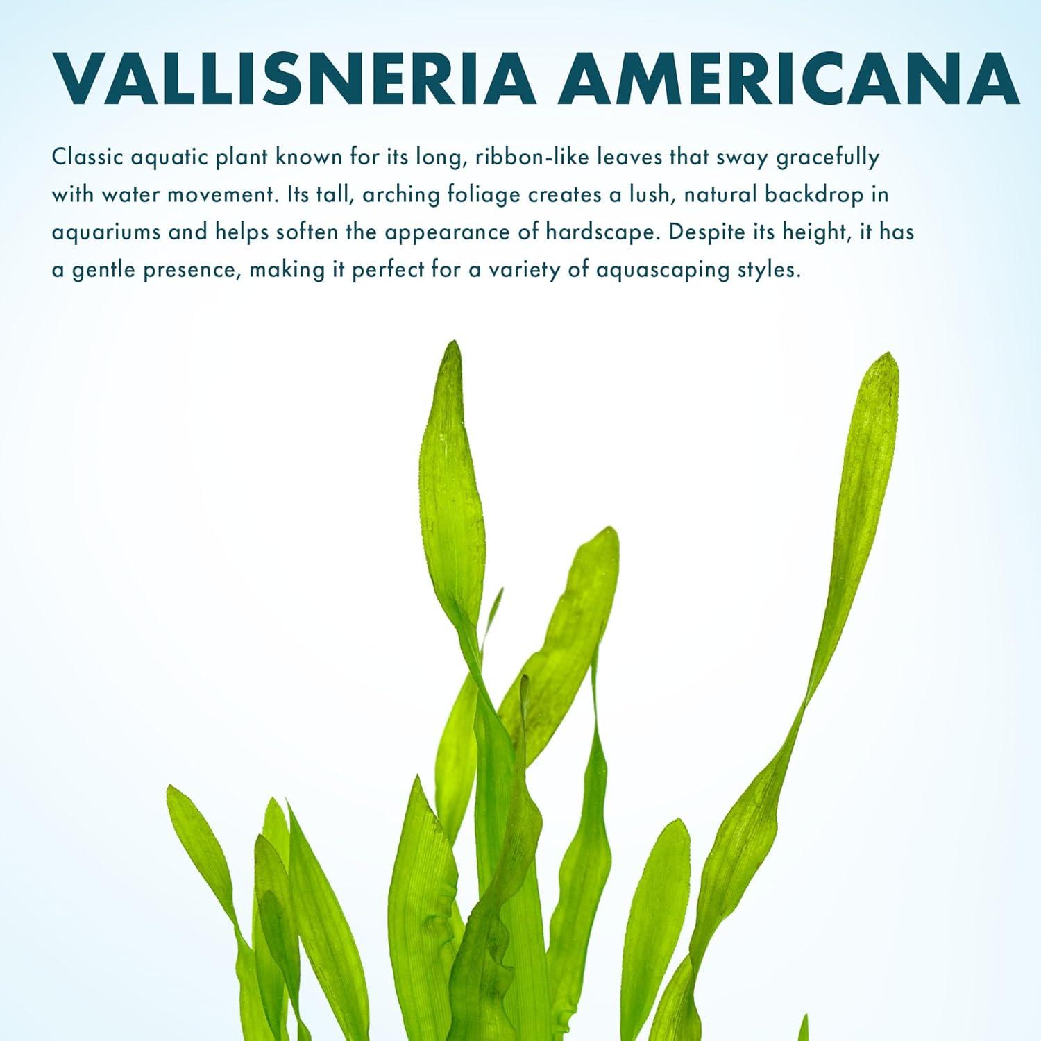 Planta Acuática Vallisneria Americana - Cuidado Fácil, Verde Brillante