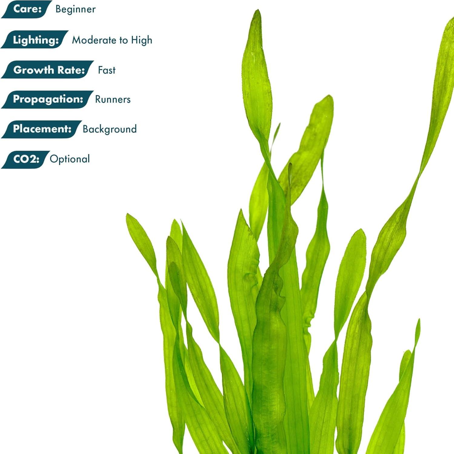 Planta Acuática Vallisneria Americana - Cuidado Fácil, Verde Brillante