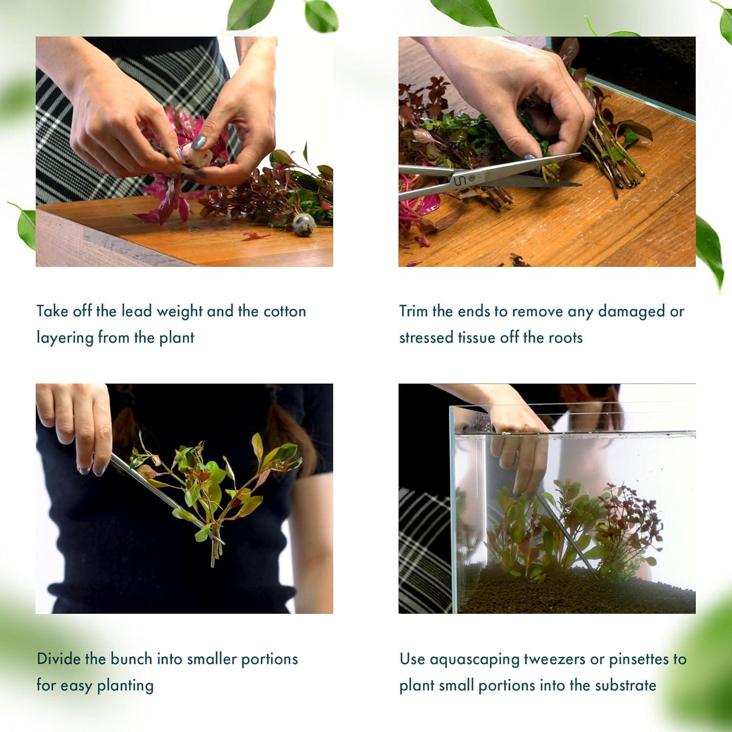 Planta Acuática Vallisneria Americana - Cuidado Fácil, Verde Brillante