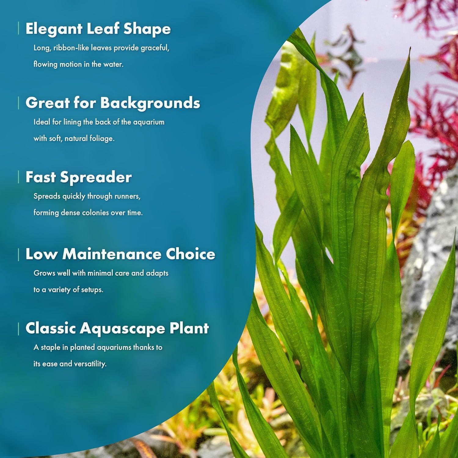 Planta Acuática Vallisneria Americana - Cuidado Fácil, Verde Brillante