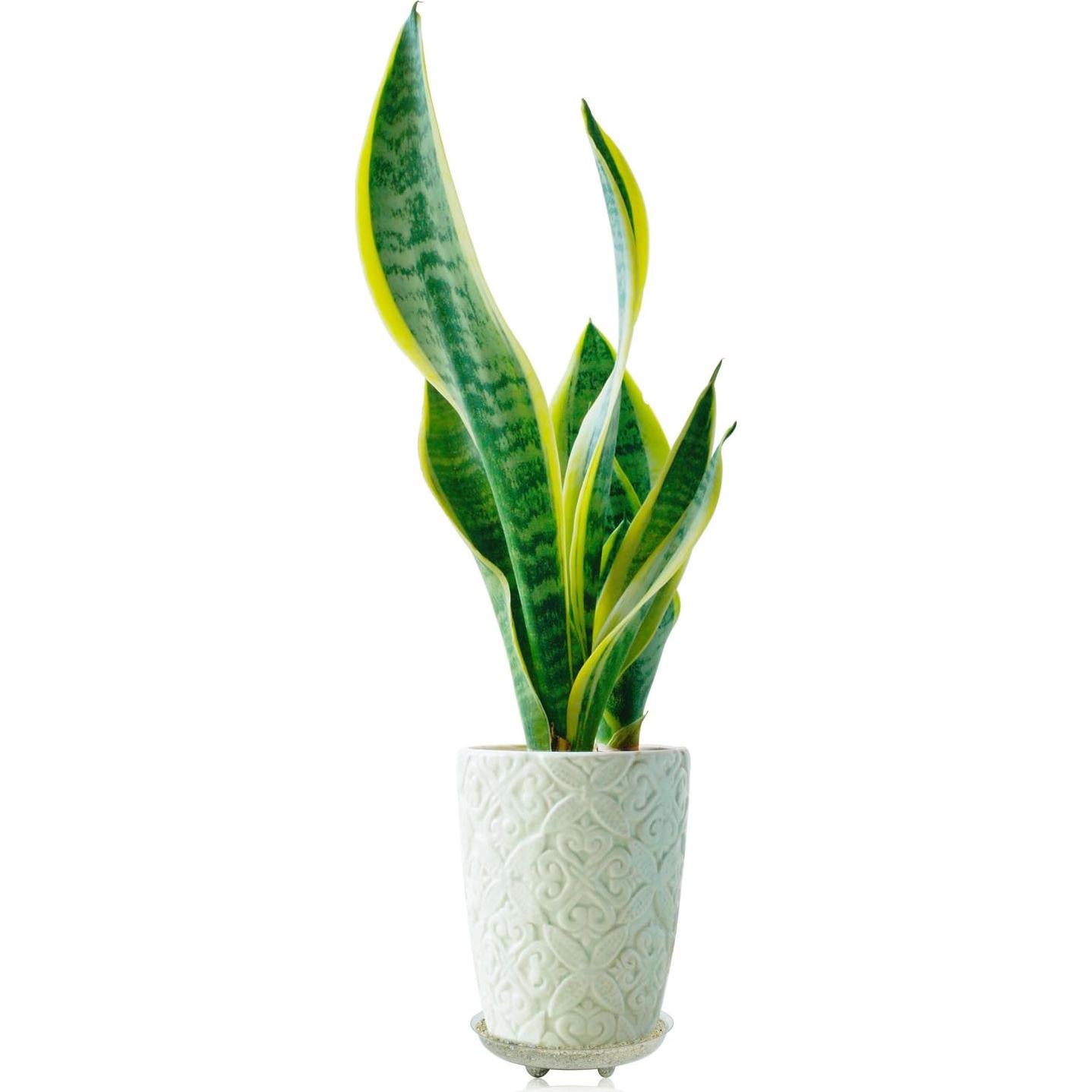 Plato de Plástico Claro Idyllize 6 Piezas 15.24 cm para Macetas