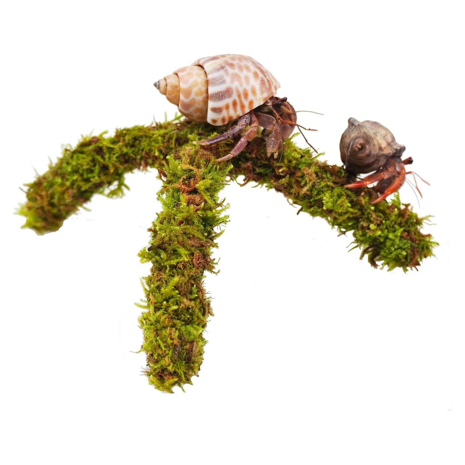 Soporte de Escalada para Cangrejo Ermitaño Begeterday 15 cm