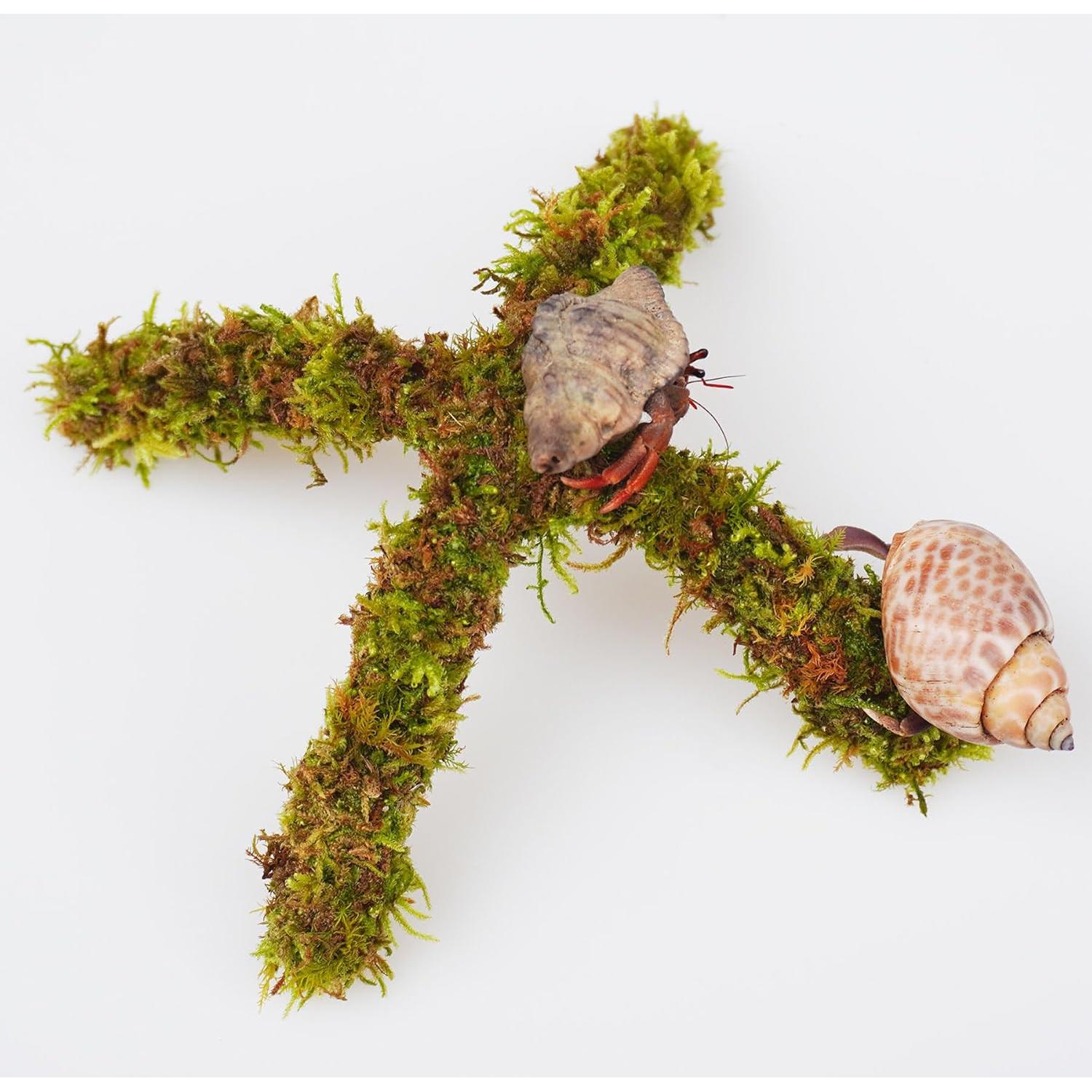 Soporte de Escalada para Cangrejo Ermitaño Begeterday 15 cm