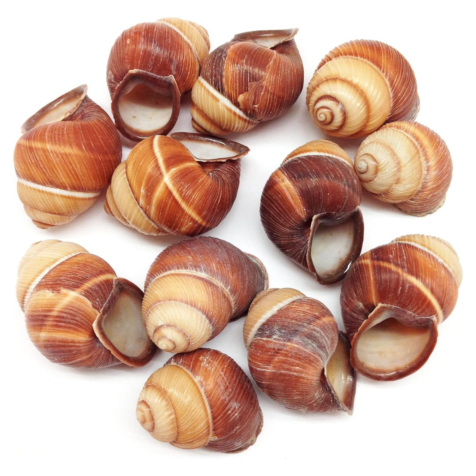 Caracoles Marinos PEPPERLONELY 12PC Decoración Playa 3.81-5.08cm