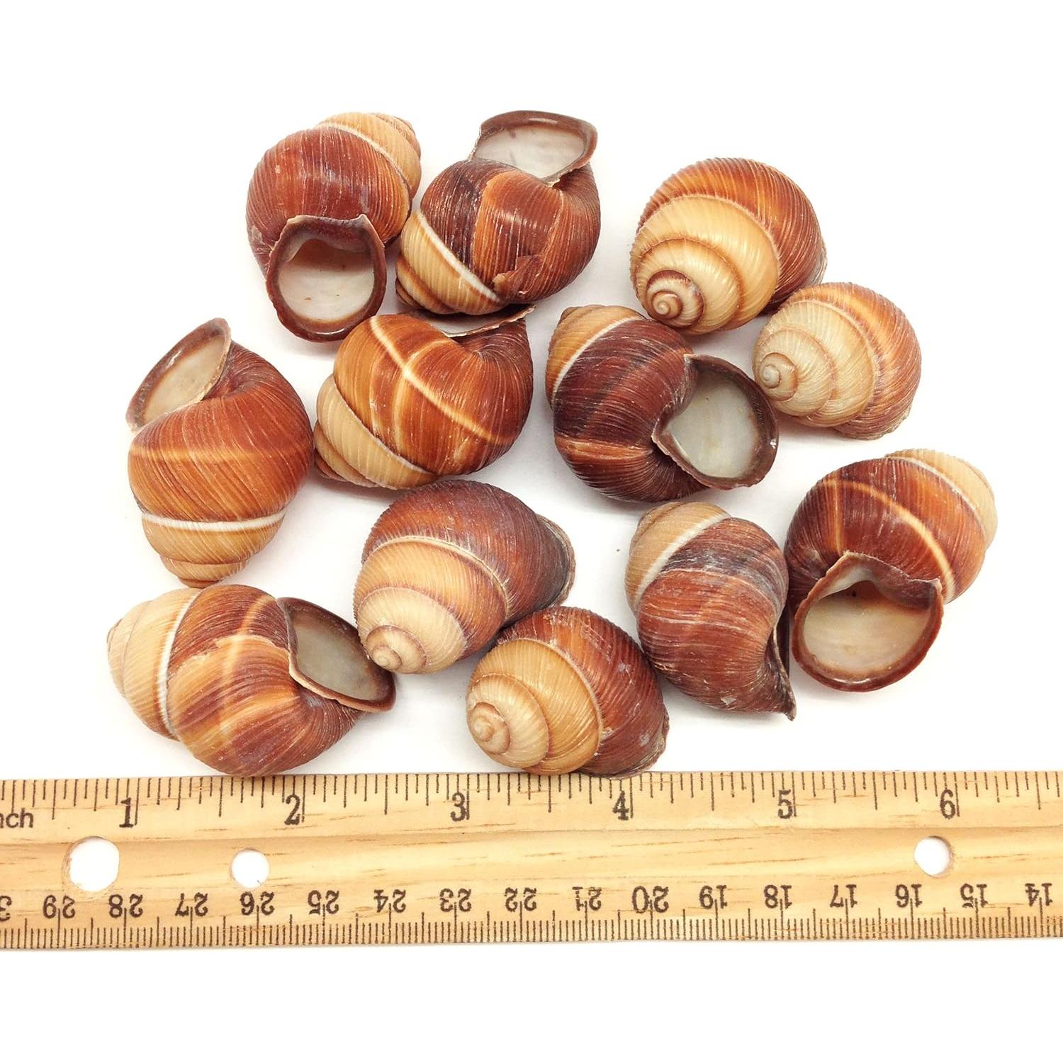 Caracoles Marinos PEPPERLONELY 12PC Decoración Playa 3.81-5.08cm