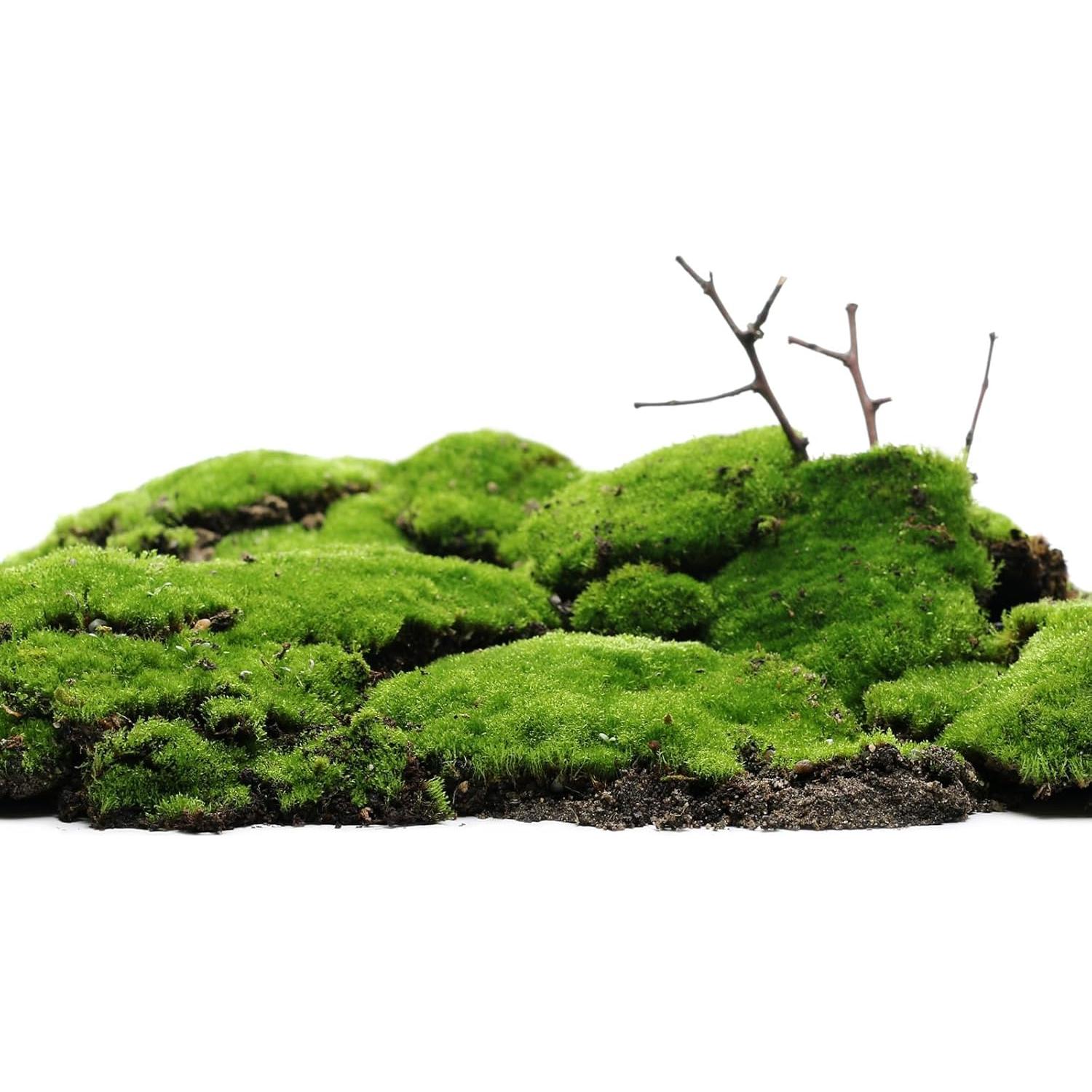 Hierba Estática MECCANIXITY Nylon 5mm Verde Oscuro 2x30g