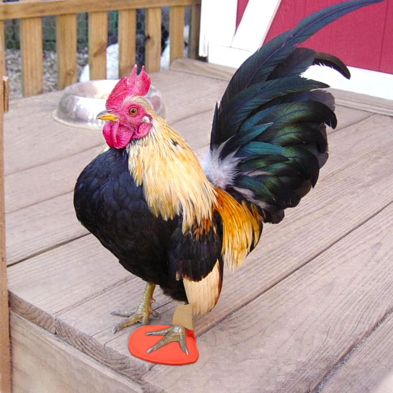 Soporte para Aves vomvomp - Tratamiento para Pies Rotos y Dedos Curvados