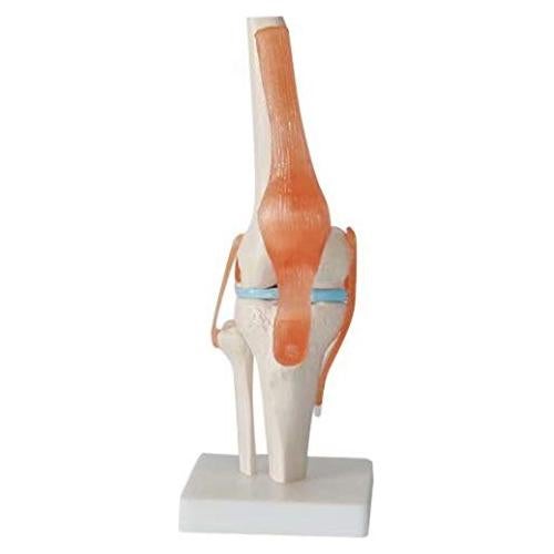 Modelo de Rodilla Humana 1:1 Global-Dental PVC Lavable