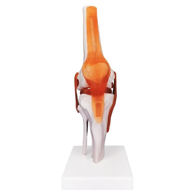 Modelo Anatómico de Articulación de Rodilla Biadahirea 21x19x28cm