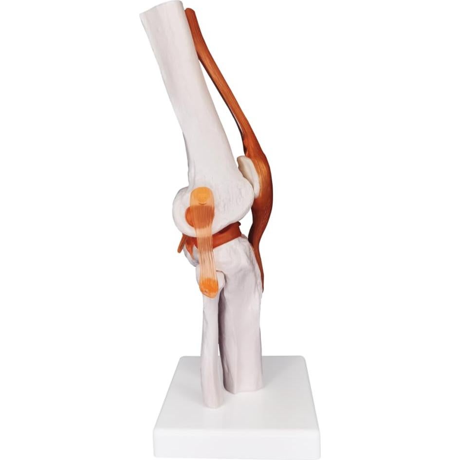 Modelo Anatómico de Articulación de Rodilla Biadahirea 21x19x28cm