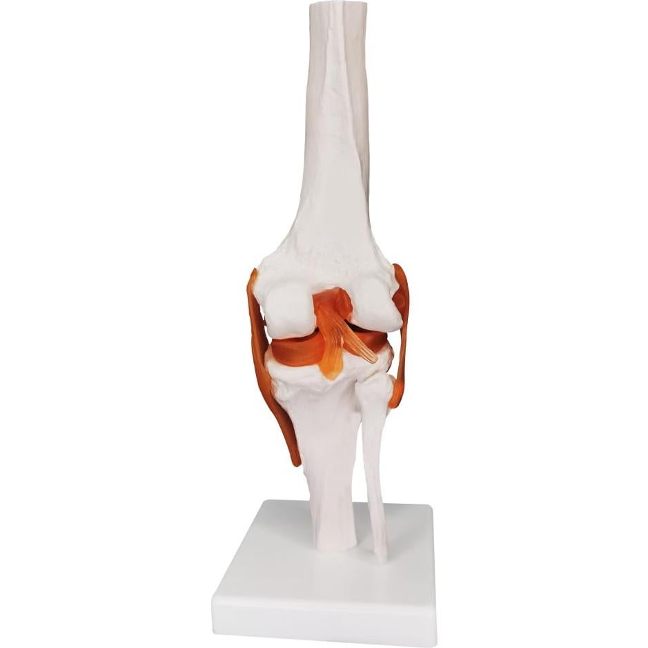 Modelo Anatómico de Articulación de Rodilla Biadahirea 21x19x28cm