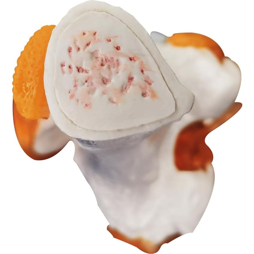 Modelo Anatómico de Articulación de Rodilla Biadahirea 21x19x28cm