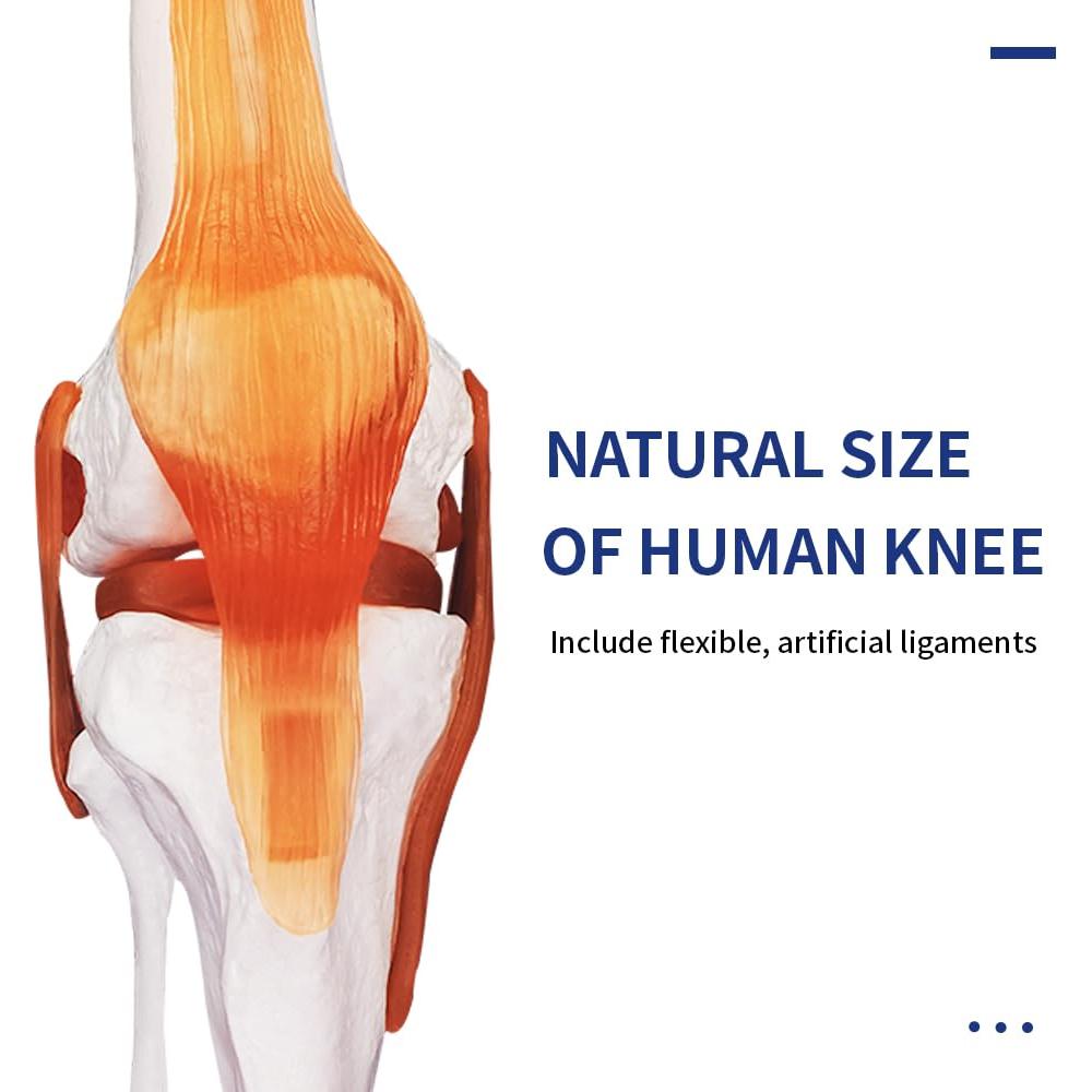 Modelo Anatómico de Articulación de Rodilla Biadahirea 21x19x28cm