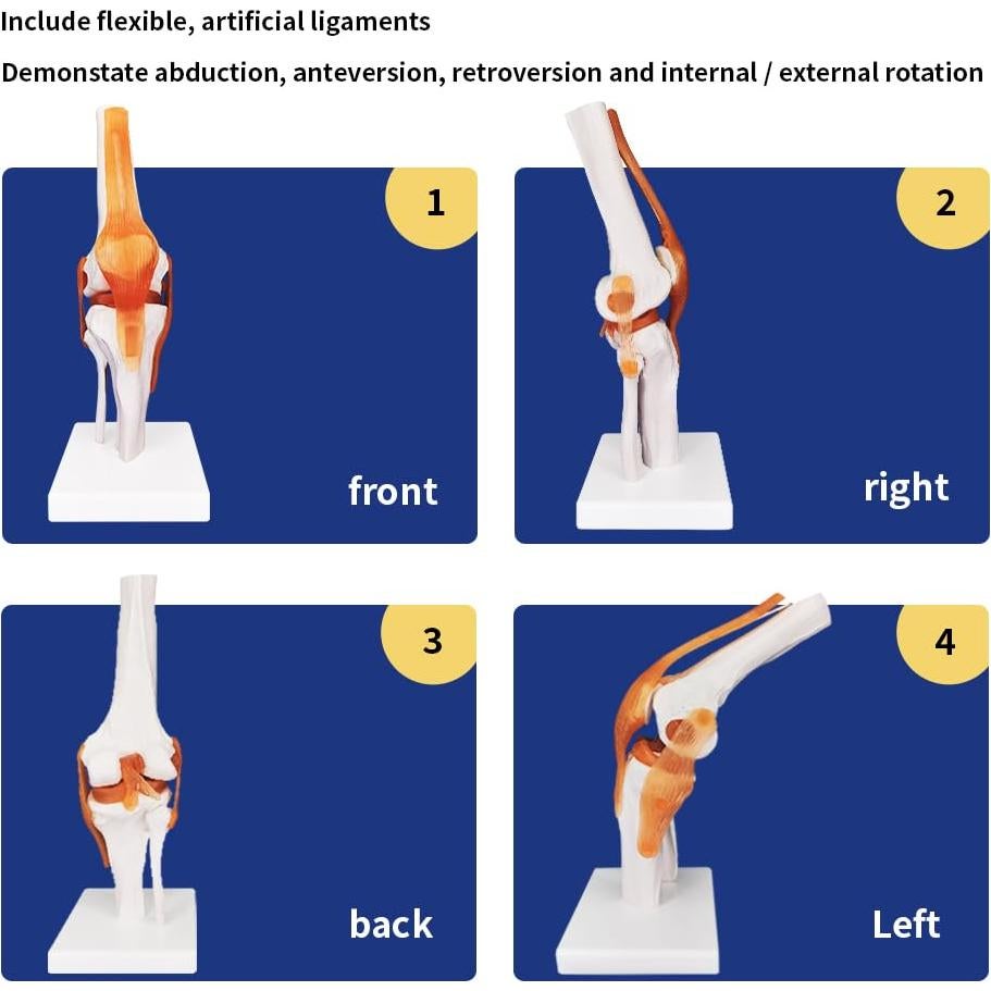 Modelo Anatómico de Articulación de Rodilla Biadahirea 21x19x28cm