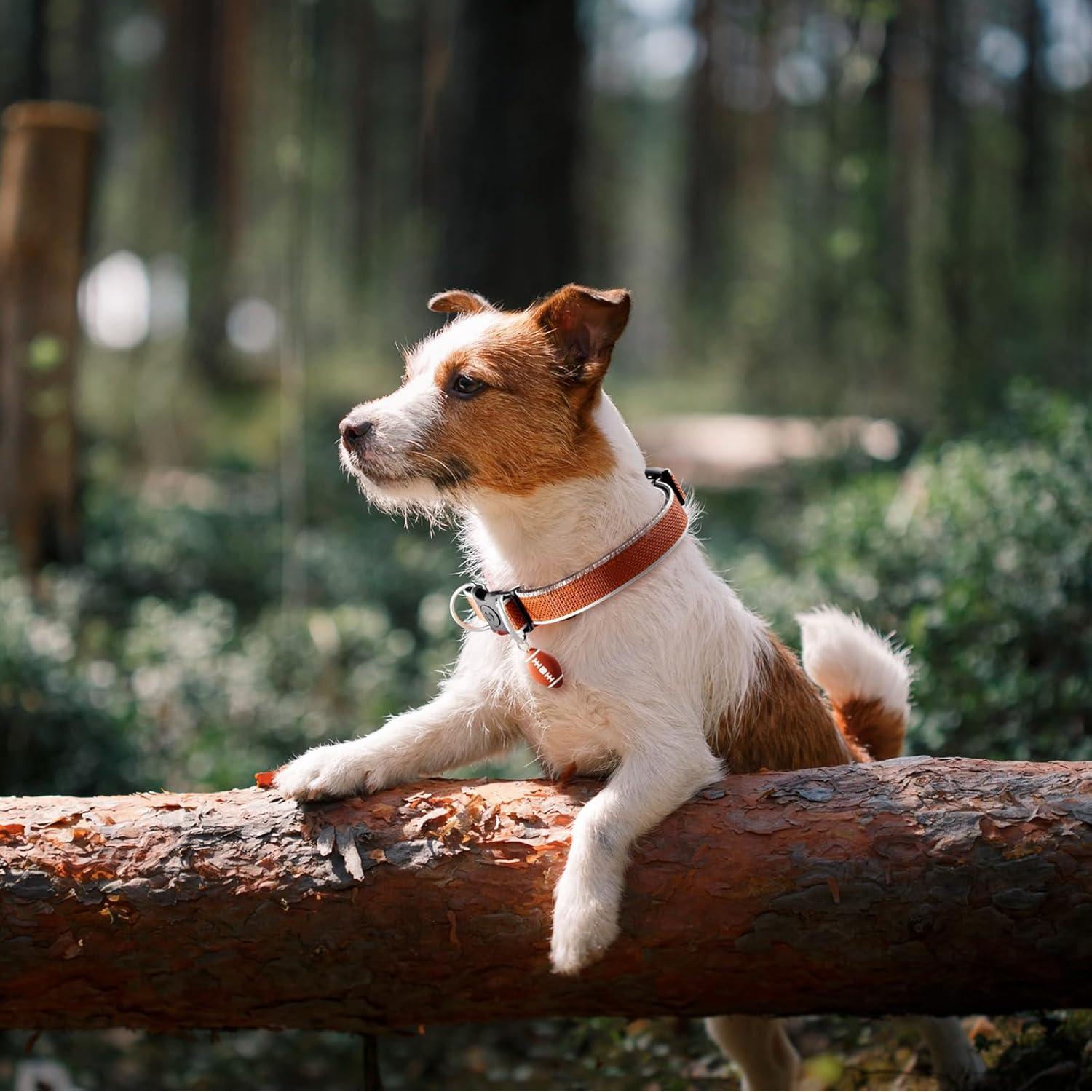 Collar Localizador GPS para Perros Qdan - Impermeable IP67