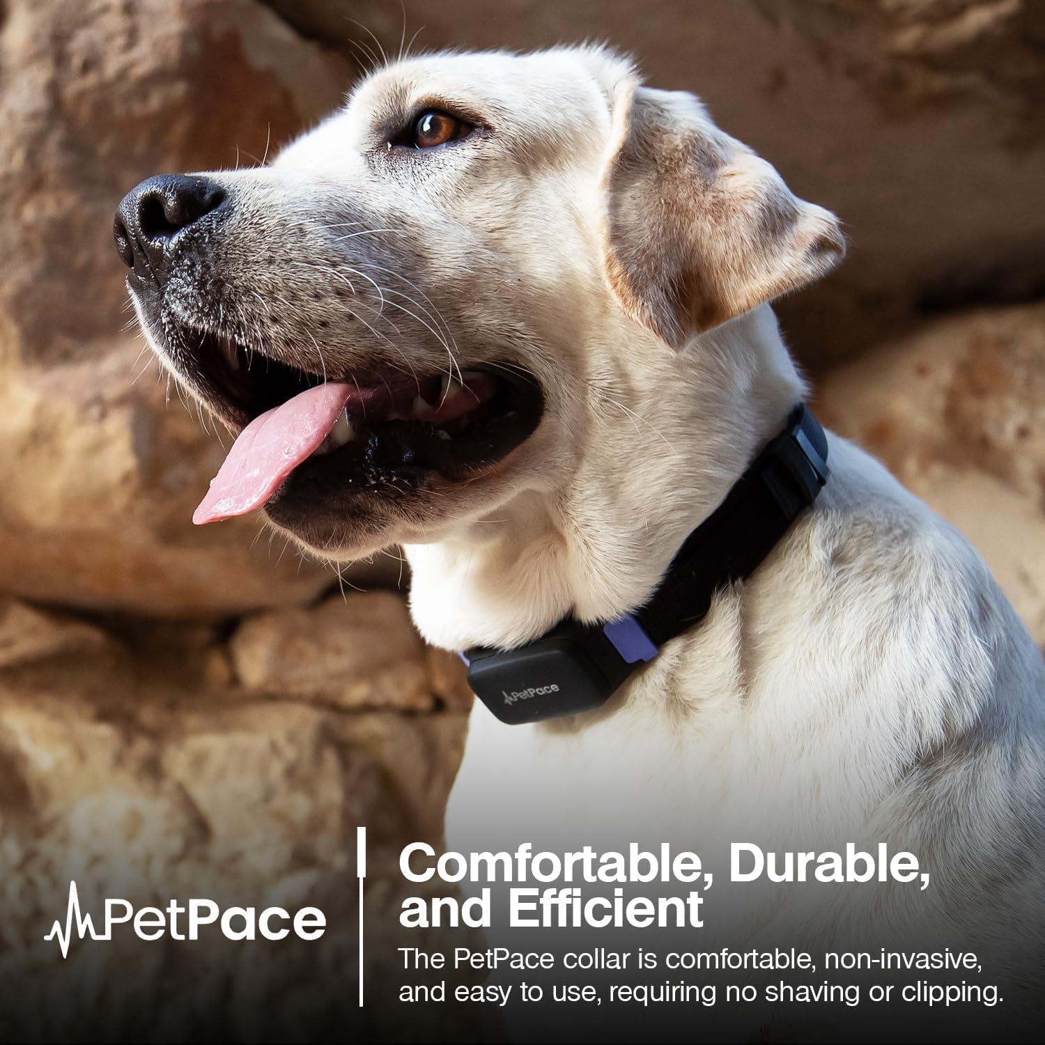 Collar Inteligente PetPace 2.0 Pequeño - Monitoreo Salud Canina