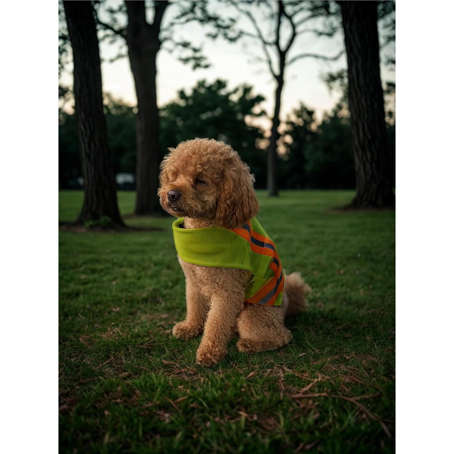 Chaleco Reflectante BUDDY GLOW para Perros Pequeños - Alta Visibilidad