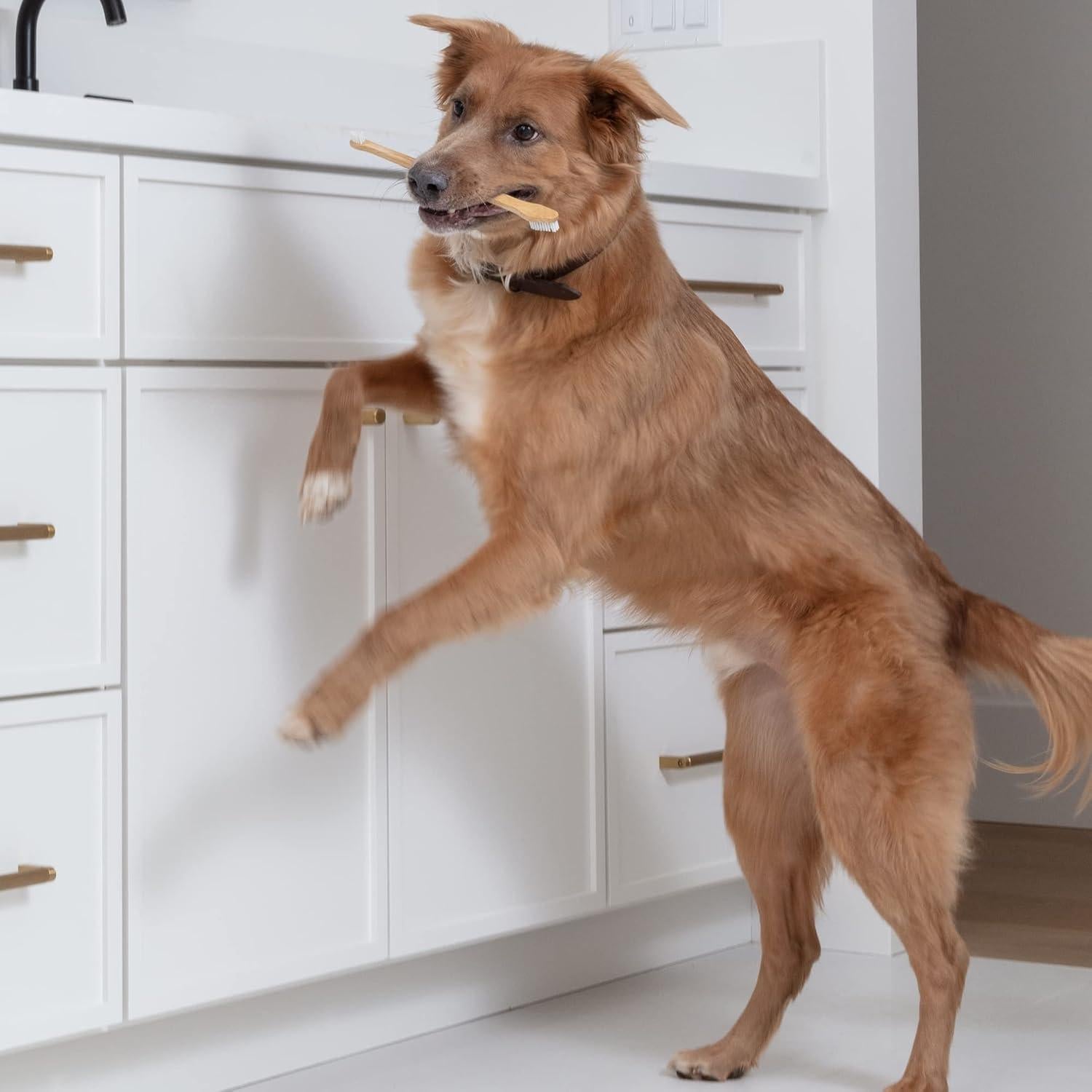 Cepillo de Dientes para Perros y Gatos Prymal - Paquete de 4