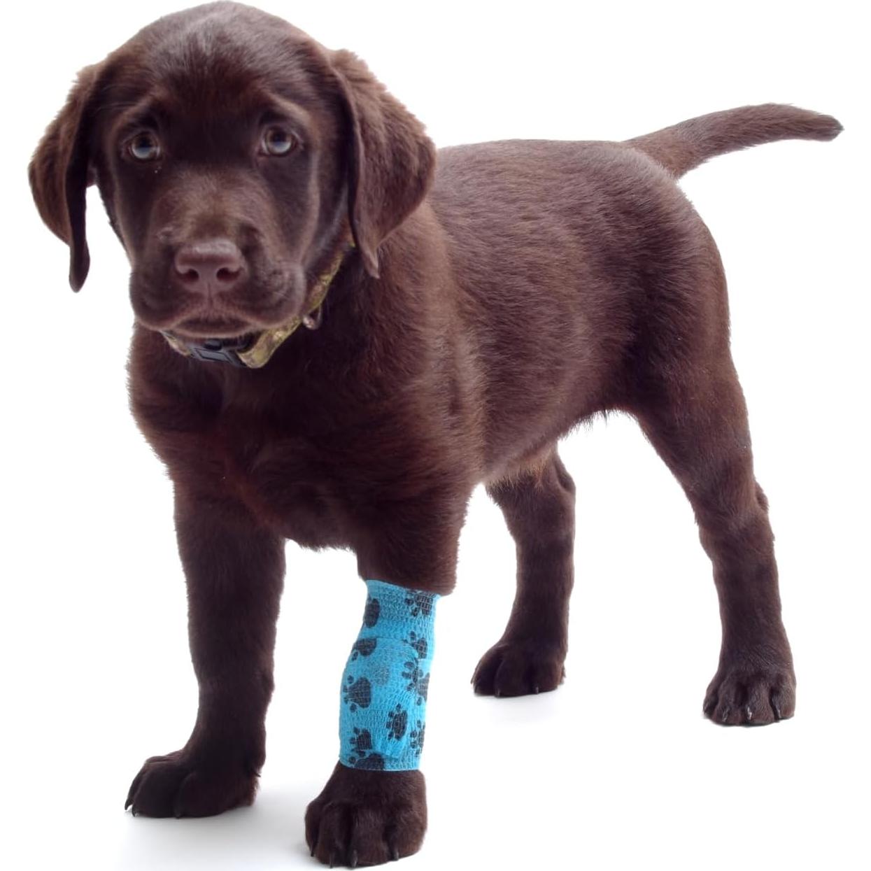 Kit de Primeros Auxilios para Perros Rayco - 46 Piezas Compacto