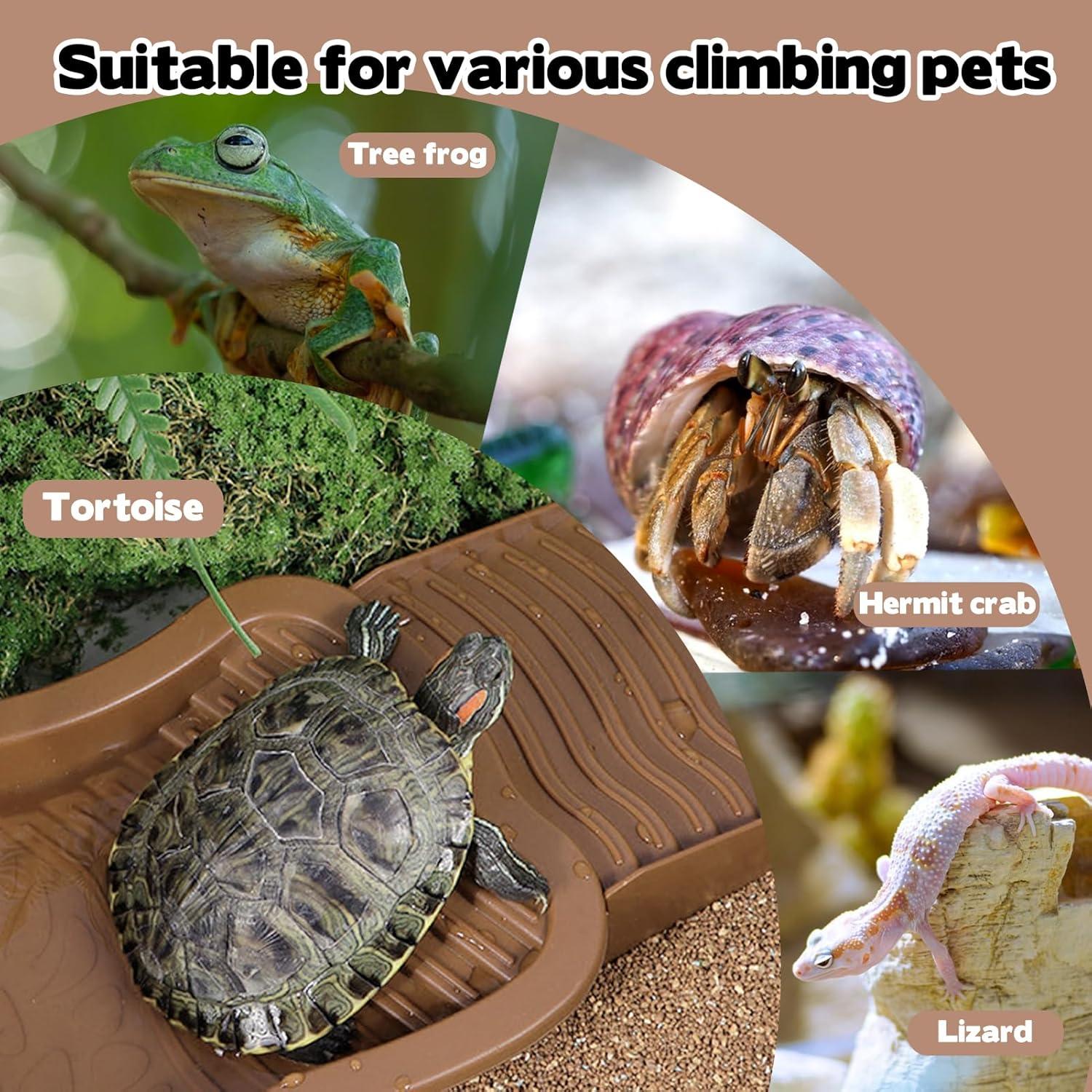 Piscina para Reptiles KKONHII con Escalera y Rampa 2.5cm