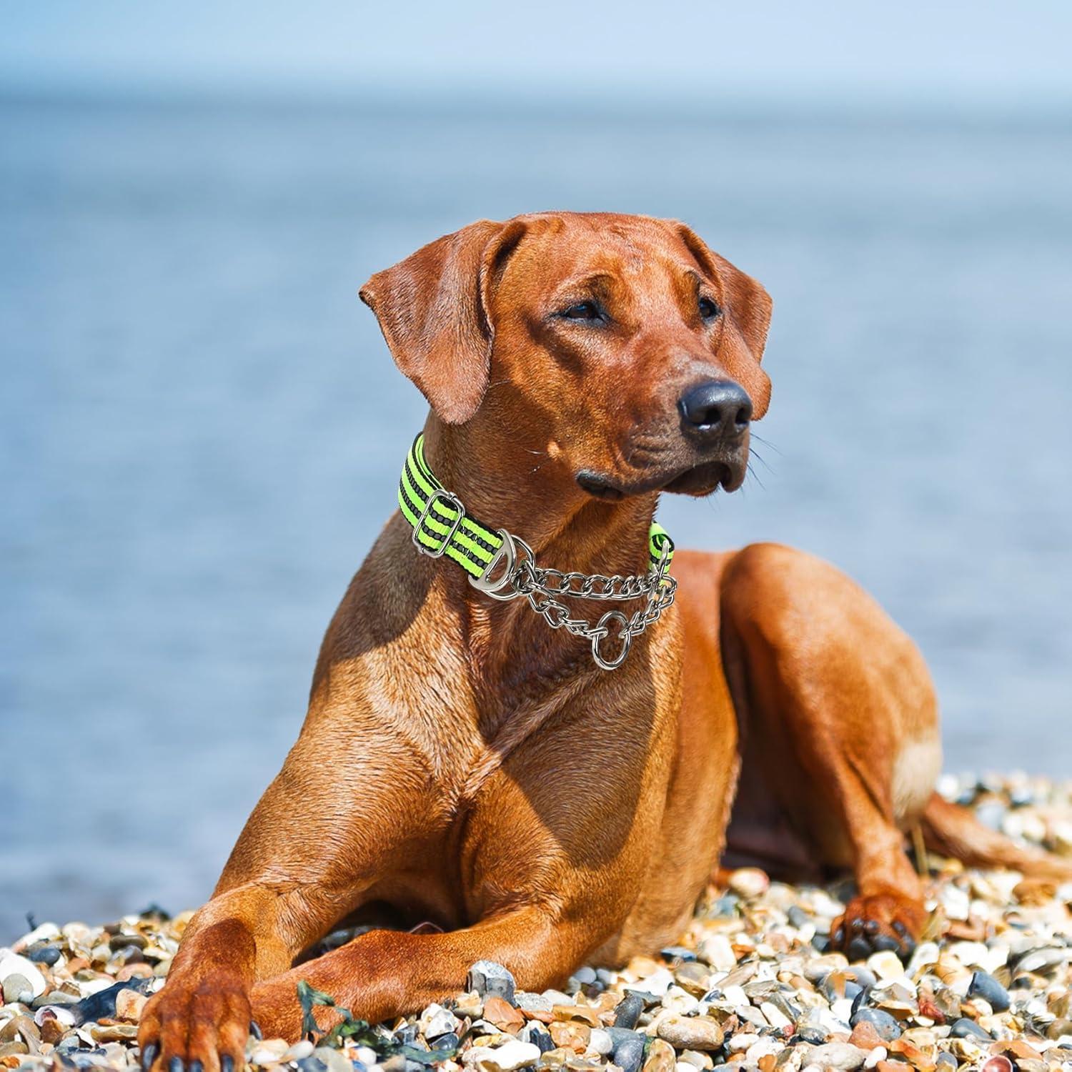 Collar Martingale Reflectante para Perros Grandes - Nylon Acolchado L