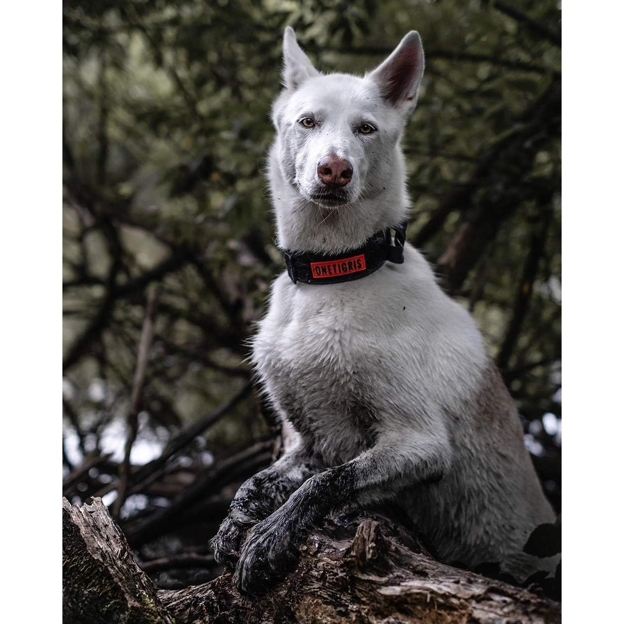 Collar Táctico para Perros OneTigris Negro Ajustable S