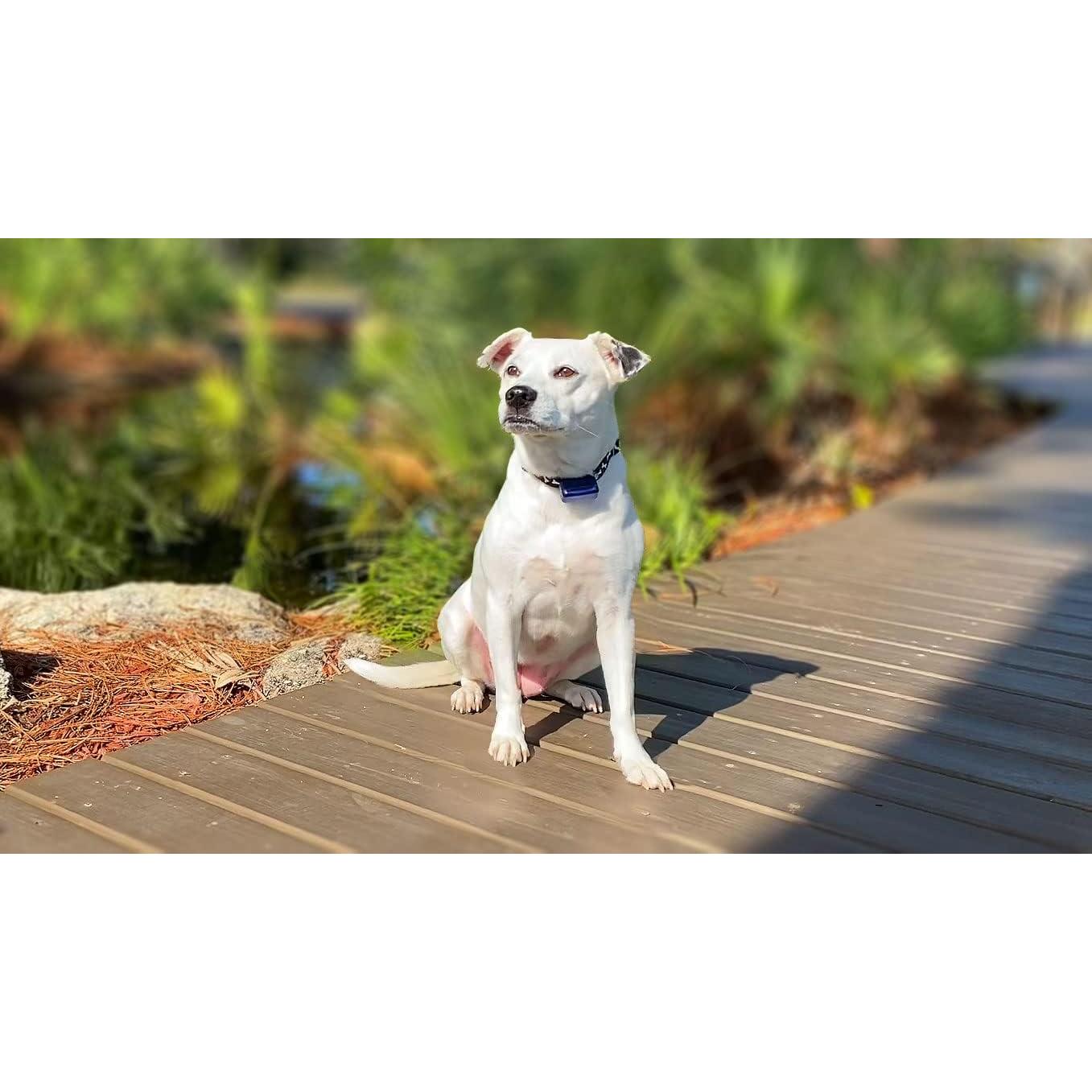 Correa de receptor de cerca eléctrica para perros Extreme - Ajustable hasta 30.48 cm